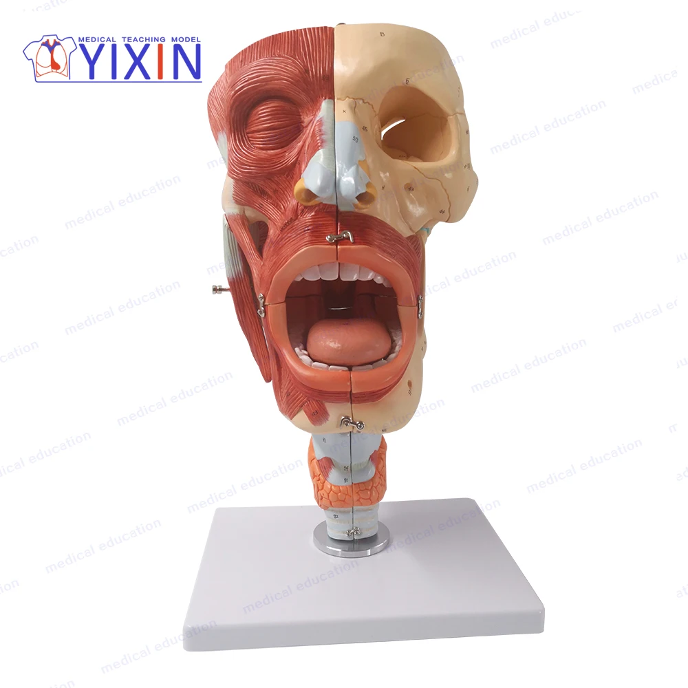 
YIXIN/Nasal, Oral, Pharynx and Larynx Cavities, Human Anatomy Teaching Model 