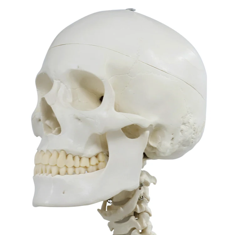 
170 cm teaching model medical skeleton model anatomical human anatomy of a human skeleton 