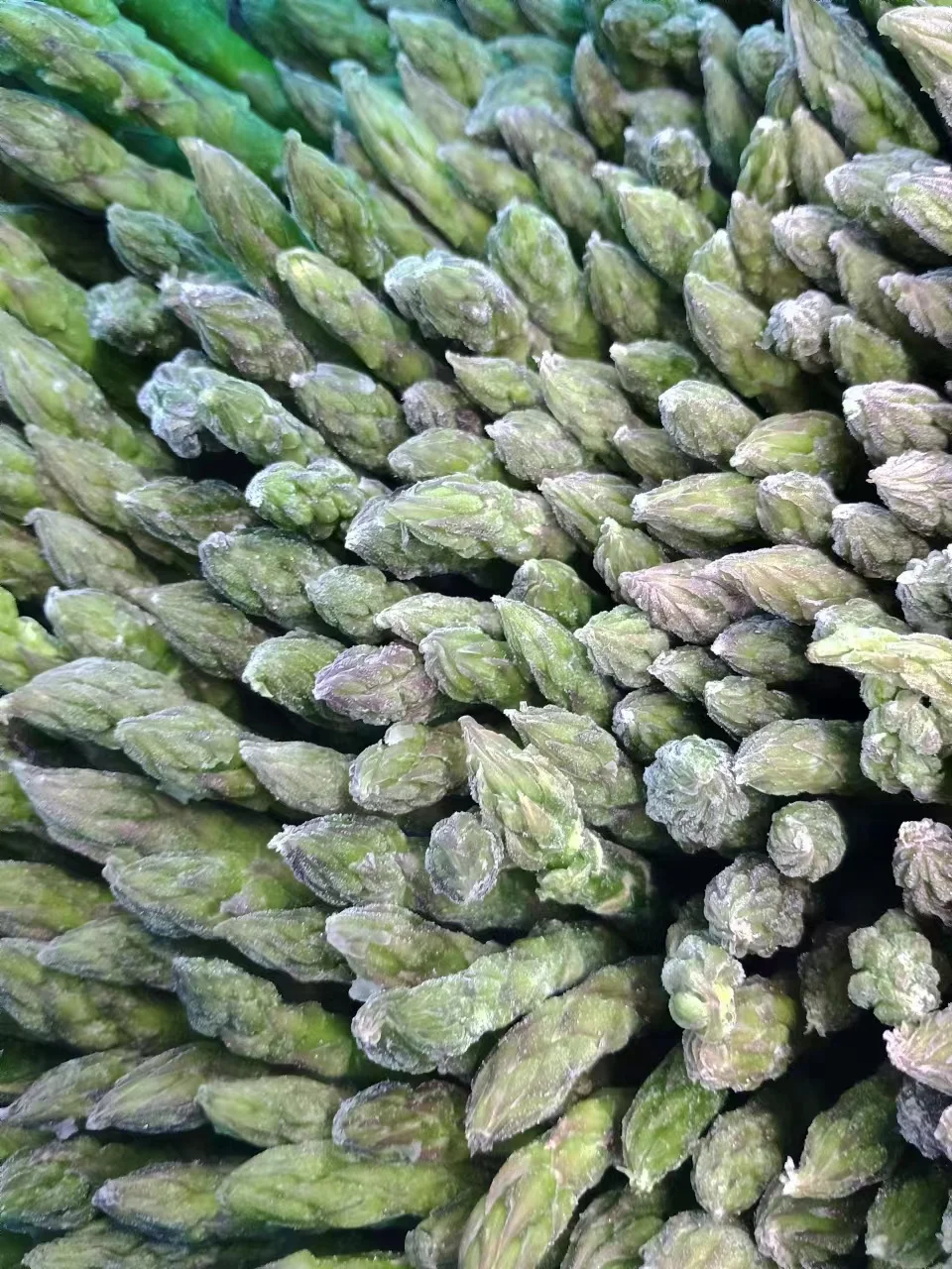 China High Quality Fresh Vegetables Frozen Asparagus Price