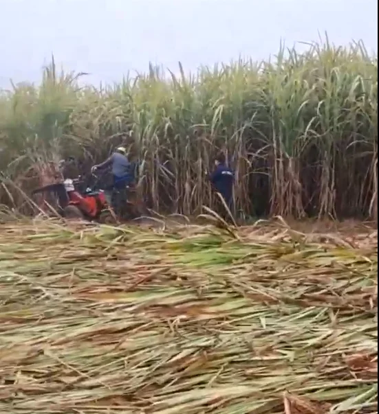 Popular in Thailand Sugar cane Reaper Harvester for Sugarcane Reaper Machine for Sugar cane For sale