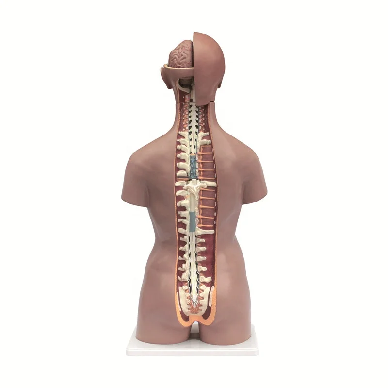 Human anatomical models selling human torso model anatomy model
