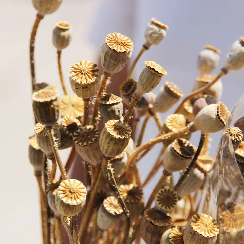natural wholesale prices dried flowers preserved flowers & plants poppy flower dry original for diy arrangement