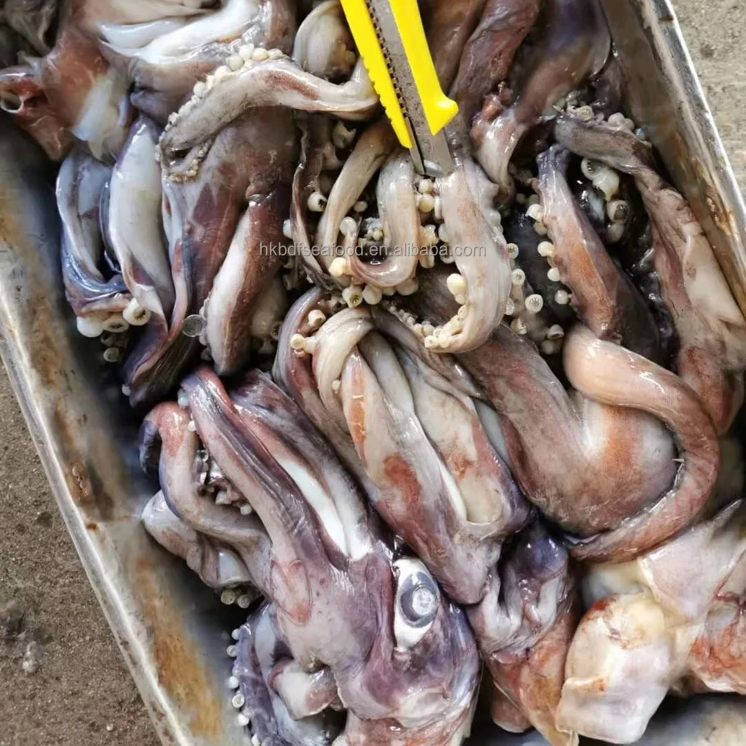Frozen Indian Ocean Squid Head