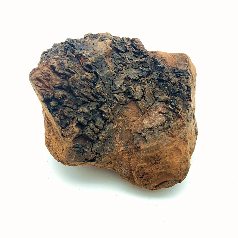 
Raw Wild Chaga Mushroom Tea Chunks . 100% Natural Hand-Harvested Russian Forest Chaga Superfood 