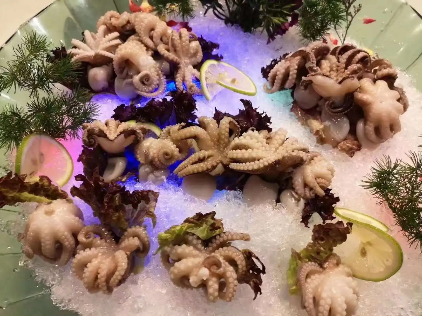 Best Frozen Indonesia Baby Octopus