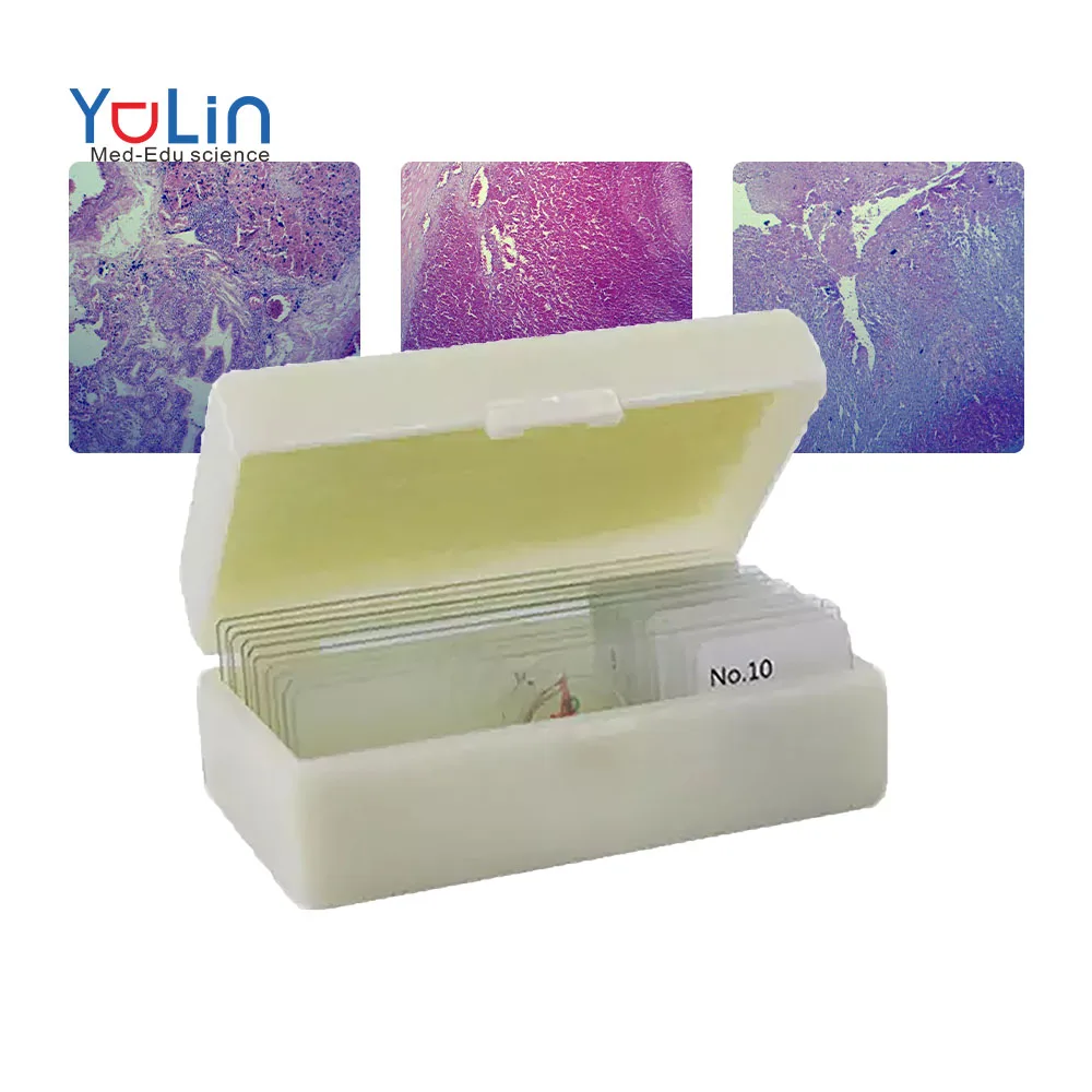 Заводские медицинские технологии, лидер продаж, микроскоп для людей с хромосомами, готовые слайды, обучение и обучение, 100 шт. CE ISO