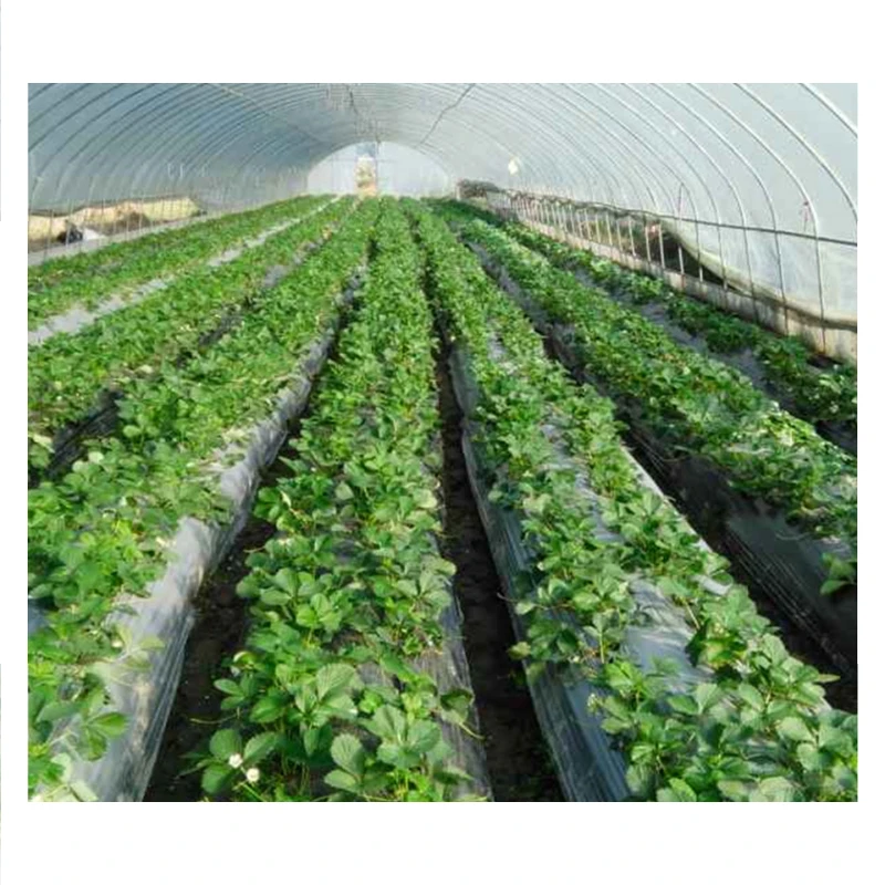 Professional Agricultural Film Greenhouse with UV Stabilization and Temperature Control Systems