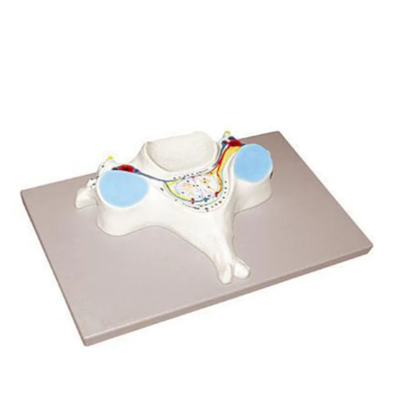 Лучшая цена модель человека 5-го шейного отдела позвоночника YA/N013B для медицинских целей