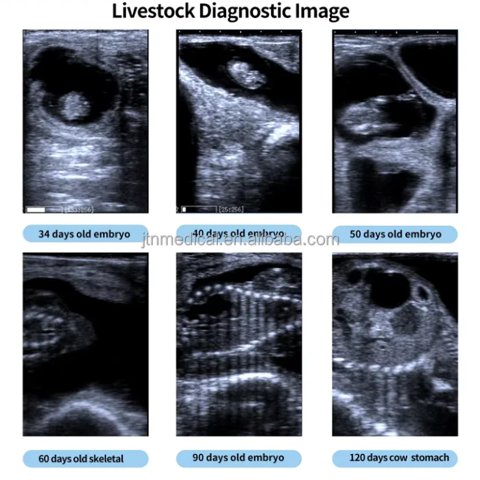 Factory! VET Veterinary Cheap Veterinary Ultrasound Machine Portable Ultrasound For Bovine Equine With Rectal Probes