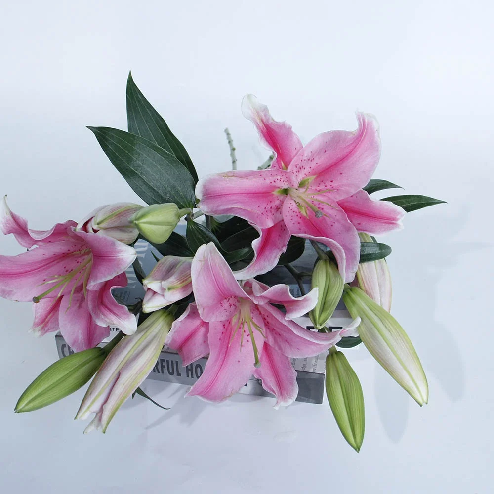 Свежие цветы мирового класса настоящие свежие розовые лилии сорбона Робина от китайского поставщика