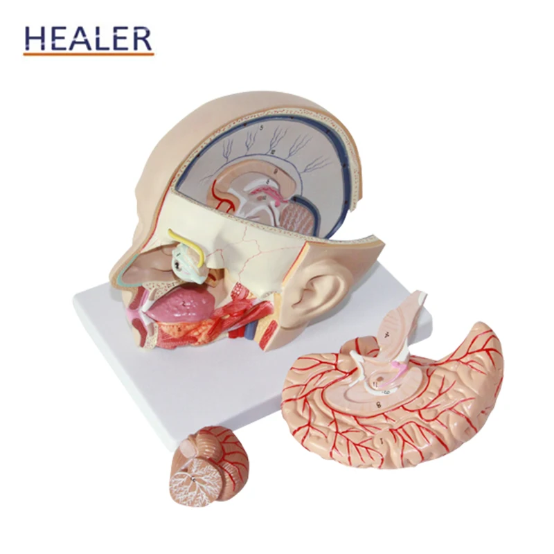 Life-size Plastic Head Models Attached Cerebral Artery Natural Large 4-Part Middle Brain Model Anatomy