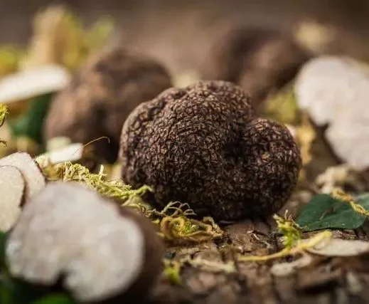 High Quality Truffles Mushrooms Price Black Truffle Extract Powder