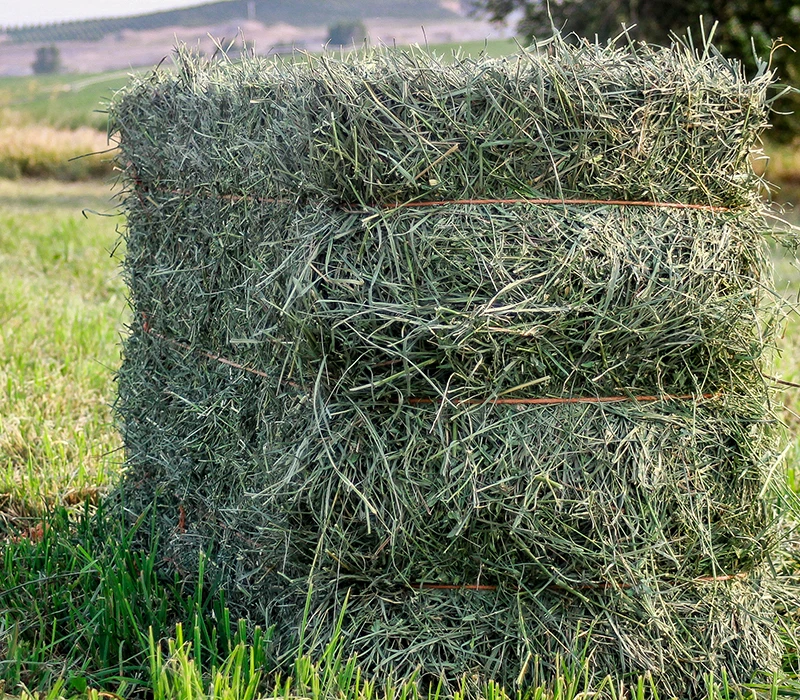 Prime Premium Alfalfa Pellets Animal And Cattle Food Grade Excellence Best Animal Feeding Exporter