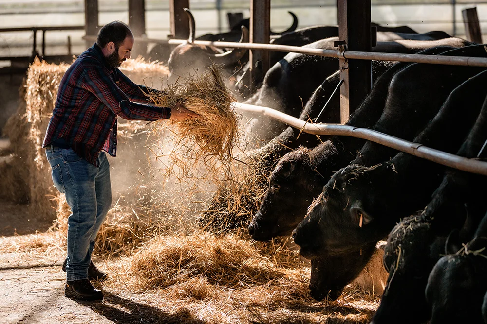 Quality Guarantee Delicate 4 Pieces Of Mozzarella Bufala Campana PDO Of 750G Cooked As An Ingredient
