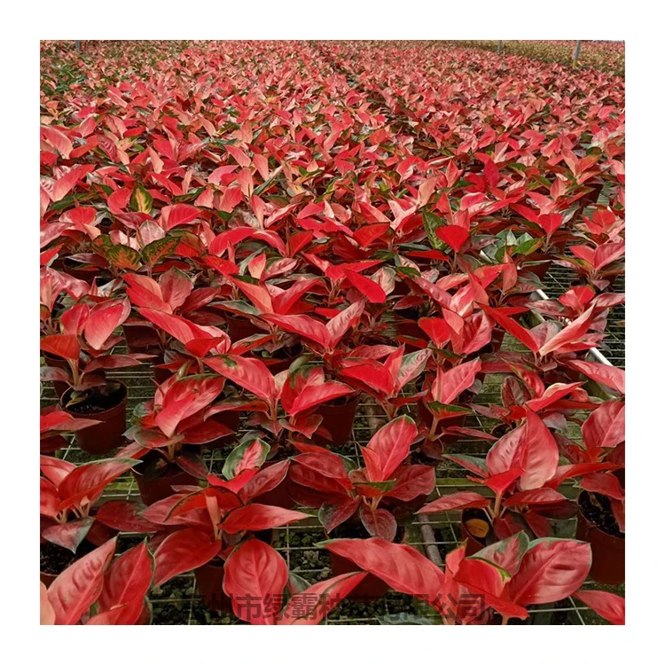 Горячая Распродажа, декоративное растение, Китай, красные растения Aglaonema, бонсай