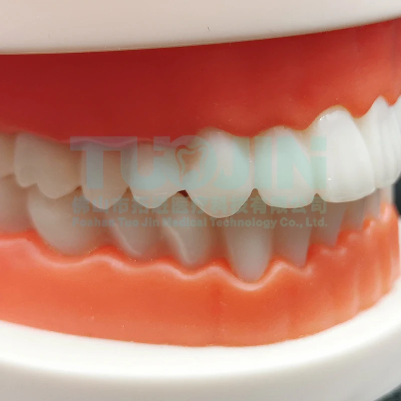 Dental Model Teeth Teaching Model Plastic Teeth Model For Dentist Dental Students Studying Education Display