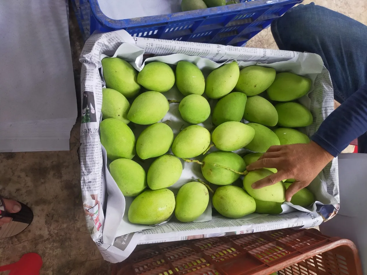 Keo Mango Best Quality Brand Supplier For Export Hot Selling From Vietnam Custom Logo Package Cheap Price Low MOQ