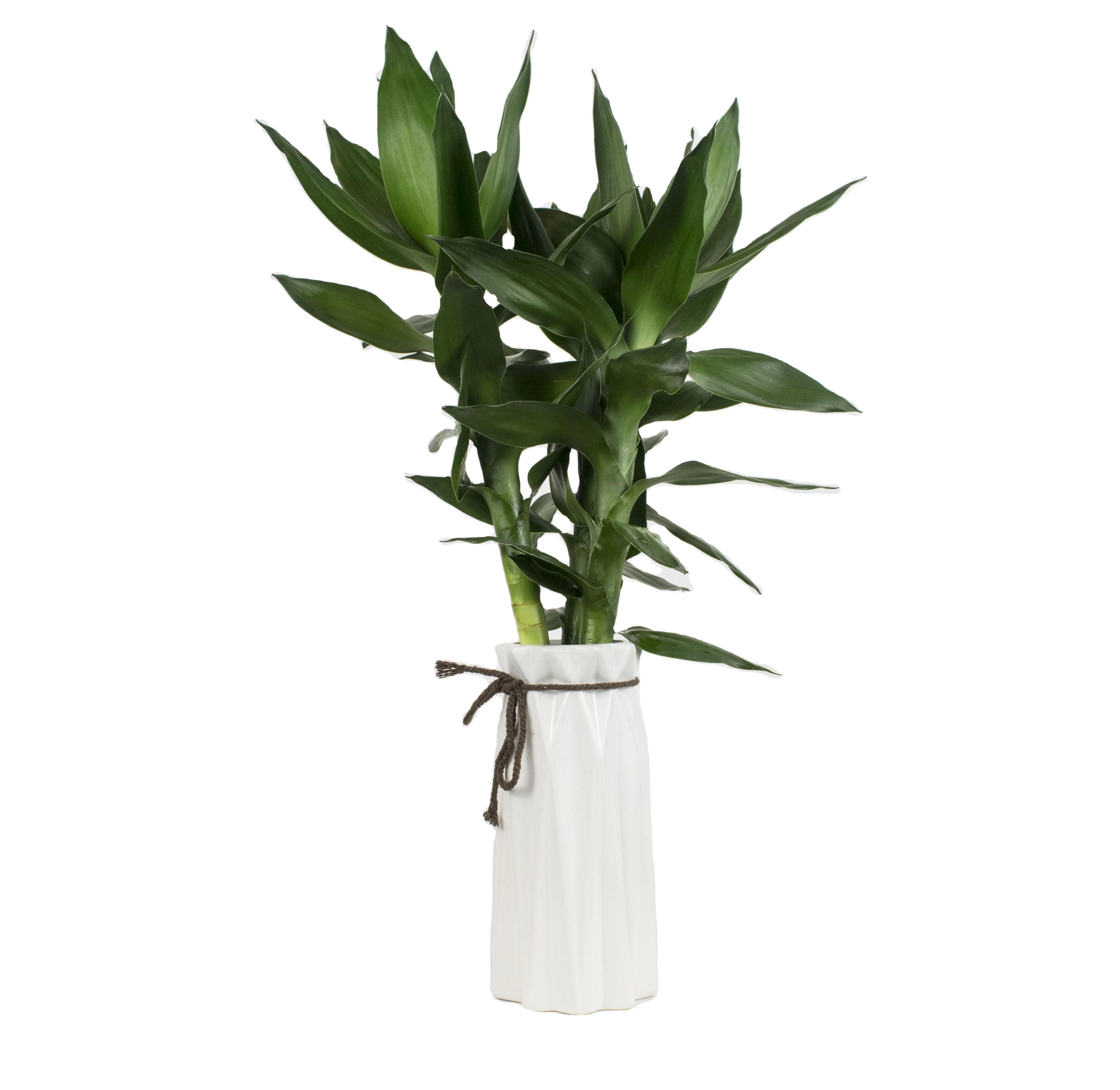 Indoor Chinese lotus bamboo plant bonsai Nursery Garden Plant