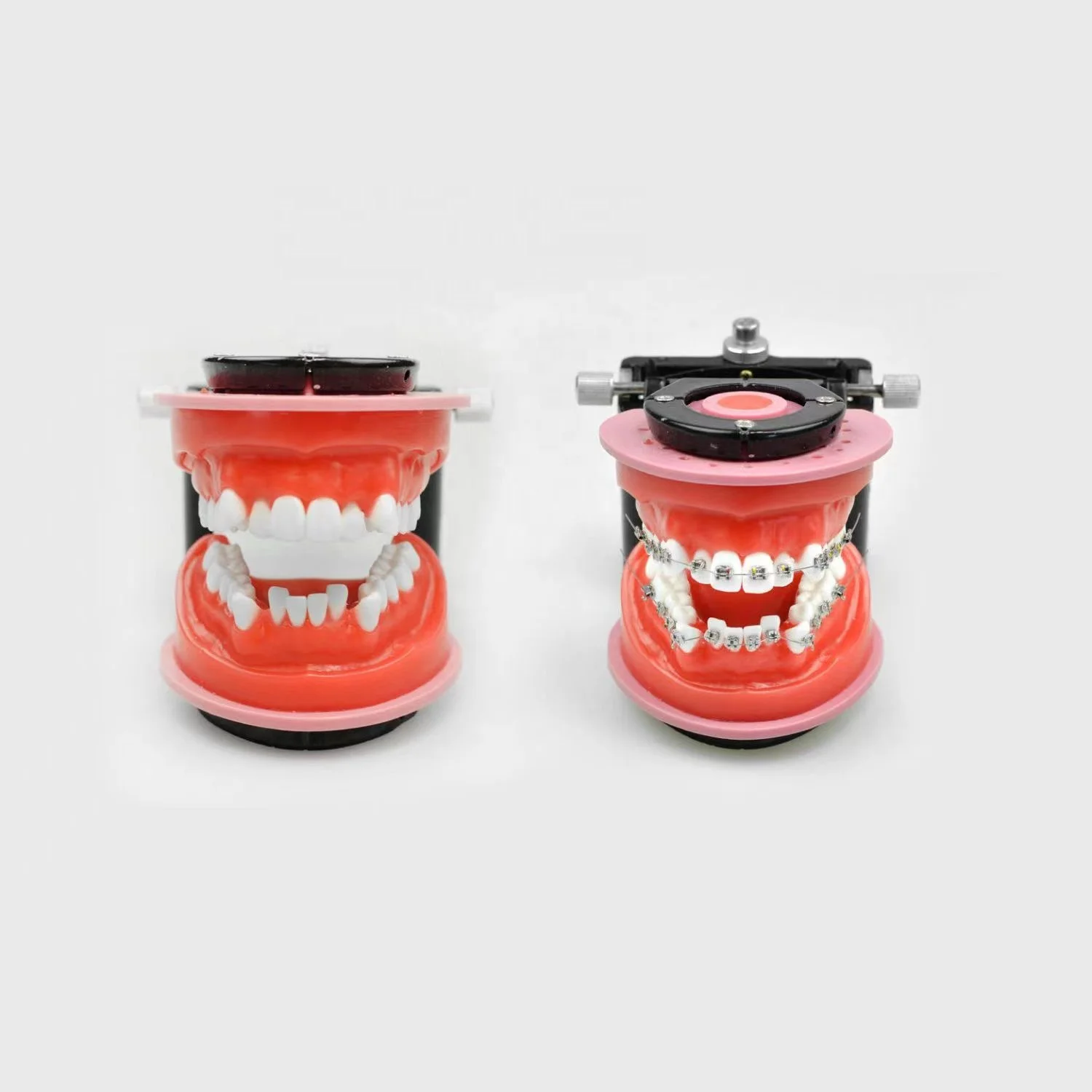 Red wax embankment orthodontic tooth model