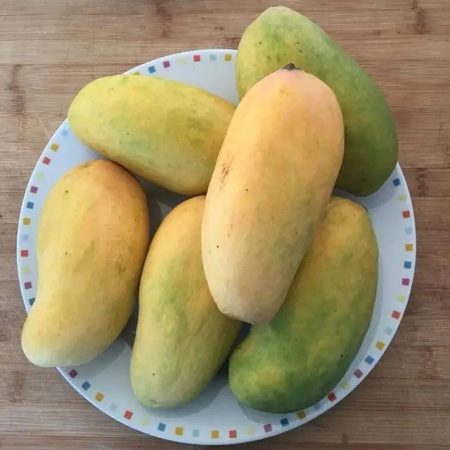 
Fresh Papaya Organic Green Papaya Best Quality & Fresh Fruit Papaya Famous Factory Supply Fruit Powder 