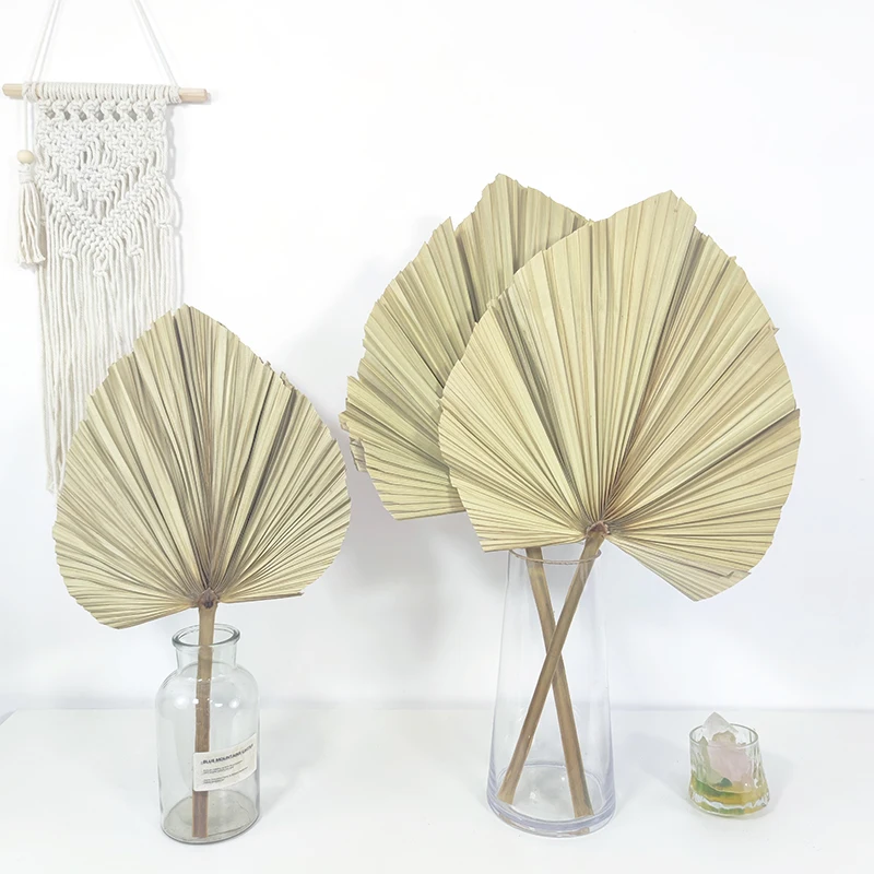 Hot Natural Dry Plant Tropical Spear Palm Variety Color Dried Palm Leaves Home Wedding Decoration Flowers palm tree leaves