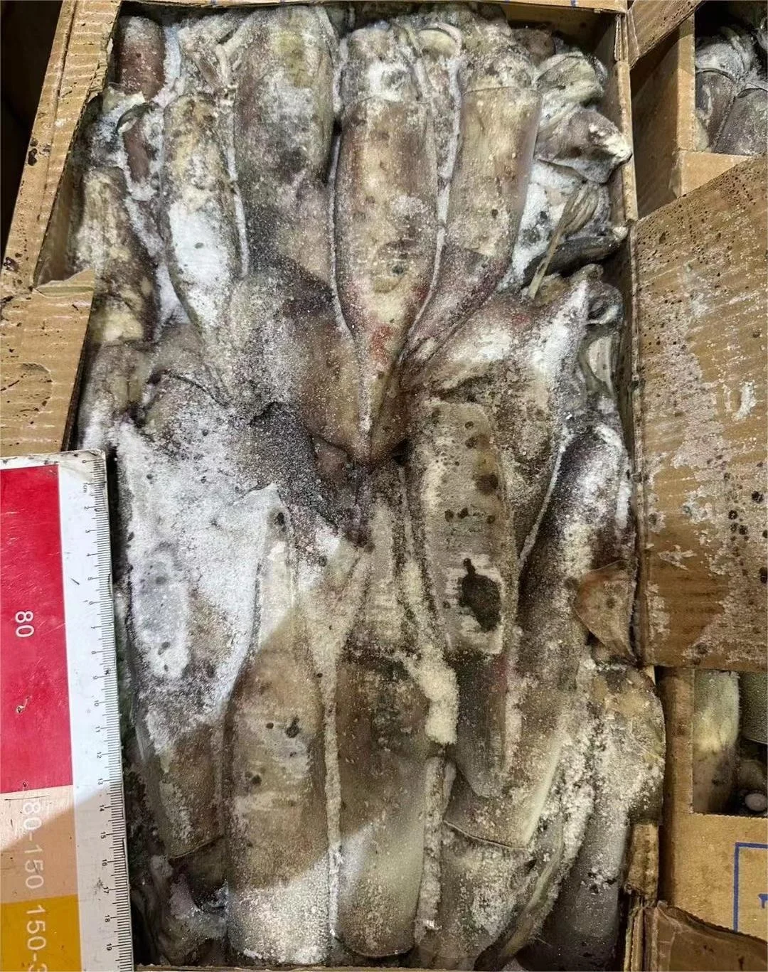 High Quality 100 - 300g Frozen Indian Squid Whole Round Wholesale Origin China