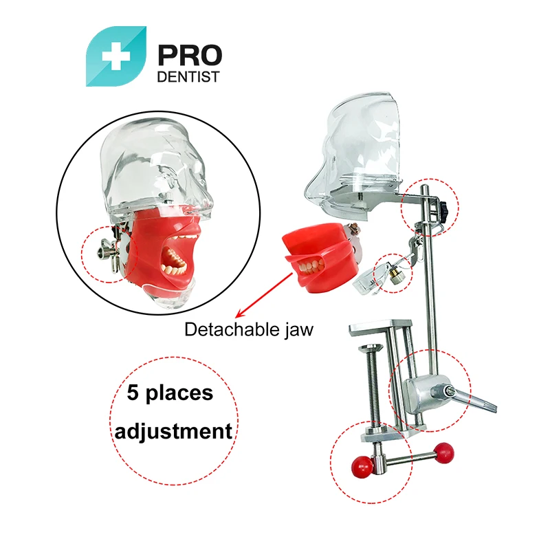 Dental Simulator Nissin Manikin Phantom Head Dental Phantom Head Model Bench Mount for Dentist Education