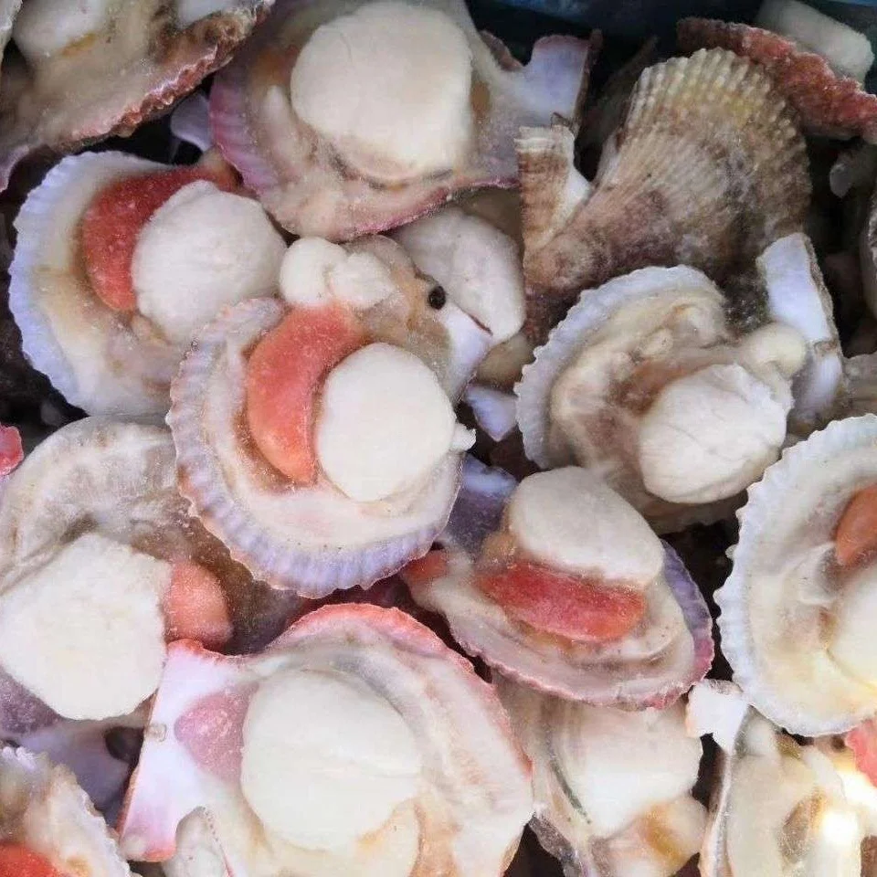  GoodPrice Frozen Half Shell Farreri Scallop Roe on for sale