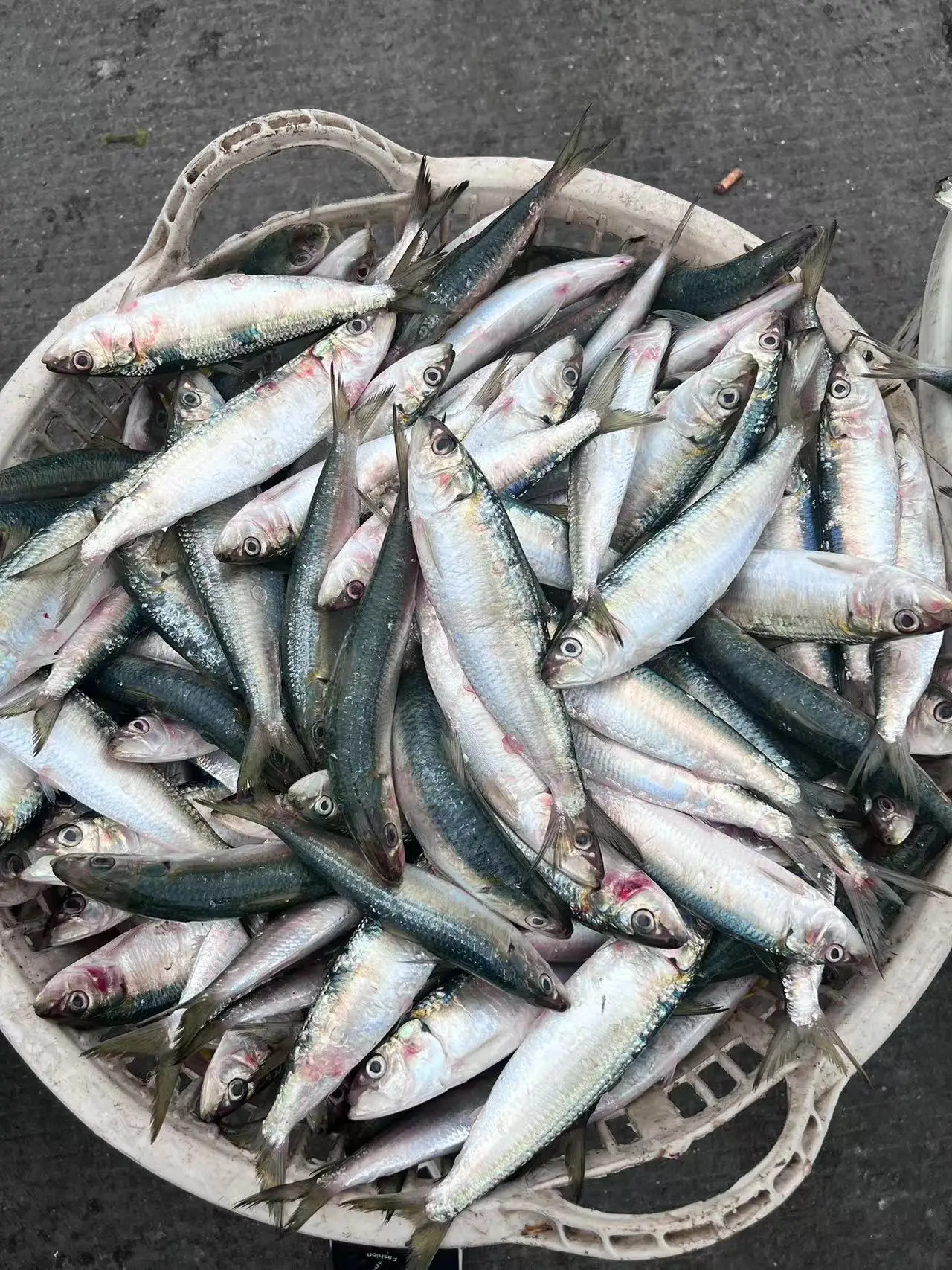 Замороженная рыба морепродукты новая посадка хорошее качество оптовая продажа замороженная Сардина