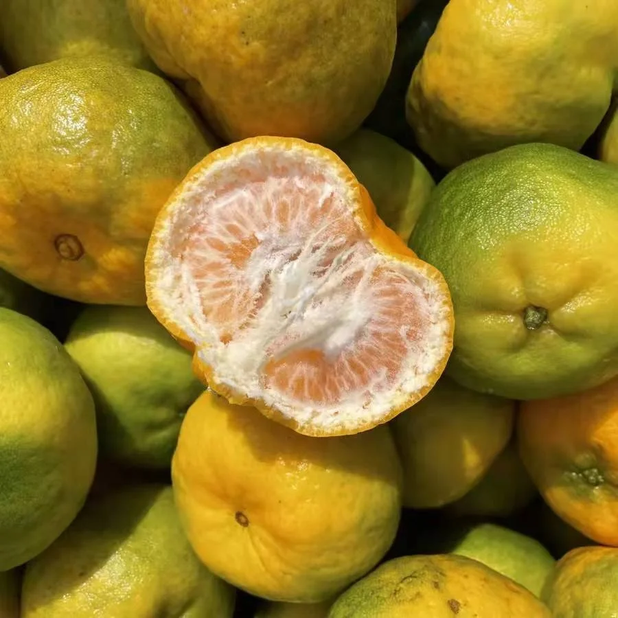 Fresh Ponkan Mandarin Orange