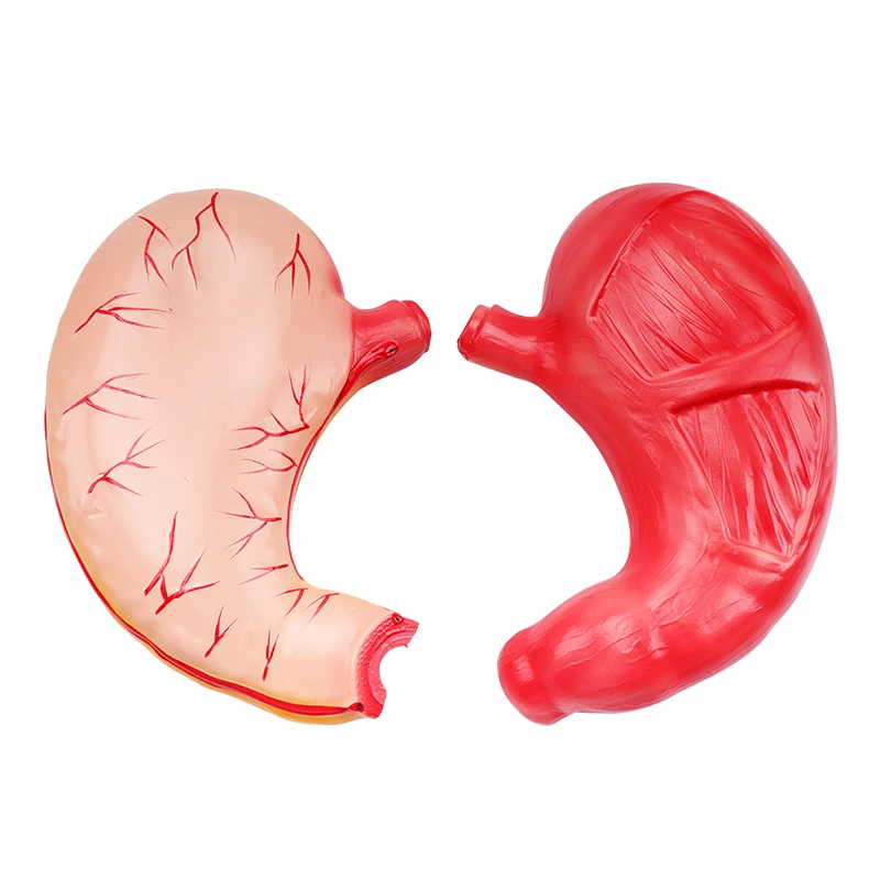 School and hospital teaching pvc plastic human gastric anatomical model  stomach model