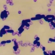 Порошок Bacillus Licheniformis пробиотики поставка с фабрики Китая коричневая упаковка для упаковки Shandong высокой чистоты корм рыбы рыбная мука 1 кг