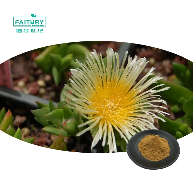 Faitury OEM Mesembrine Powder 10:1 20:1 Kanna Extract Sceletium Tortuosum Extract Powder