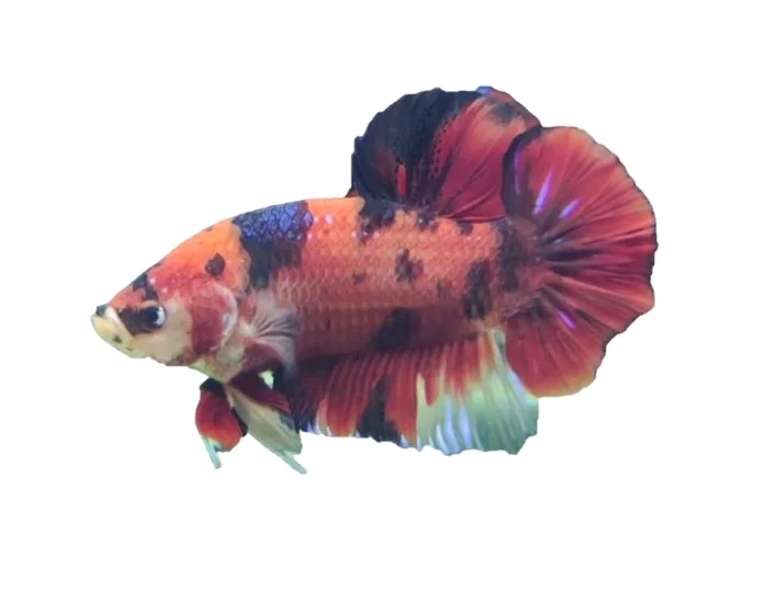 
GIANT MULTI COLOR HMPK BETTA- Multicolor Thailand Betta Fish Premium Quality Plakat Siamese Fighting Fish Ornamental Aquariums 