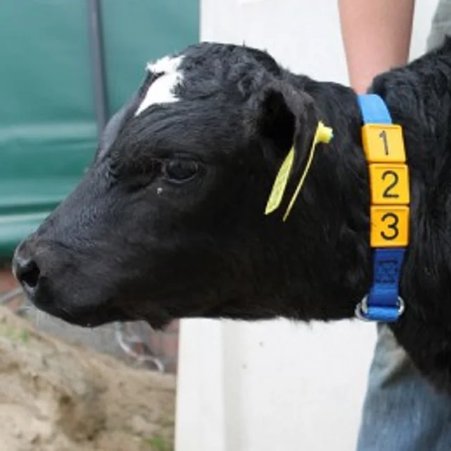 Delake China Supplier Plastic Adjustable Plate Cow Identifying Collar Cow Strap Collar With 10 Number