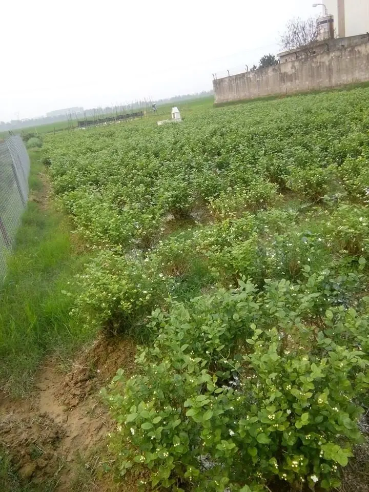 2023 Hot selling FRESH JASMINE FLOWER Whole Buds With Steam Natural White Color For Extraction/Herbal Tea Wholesale for Export