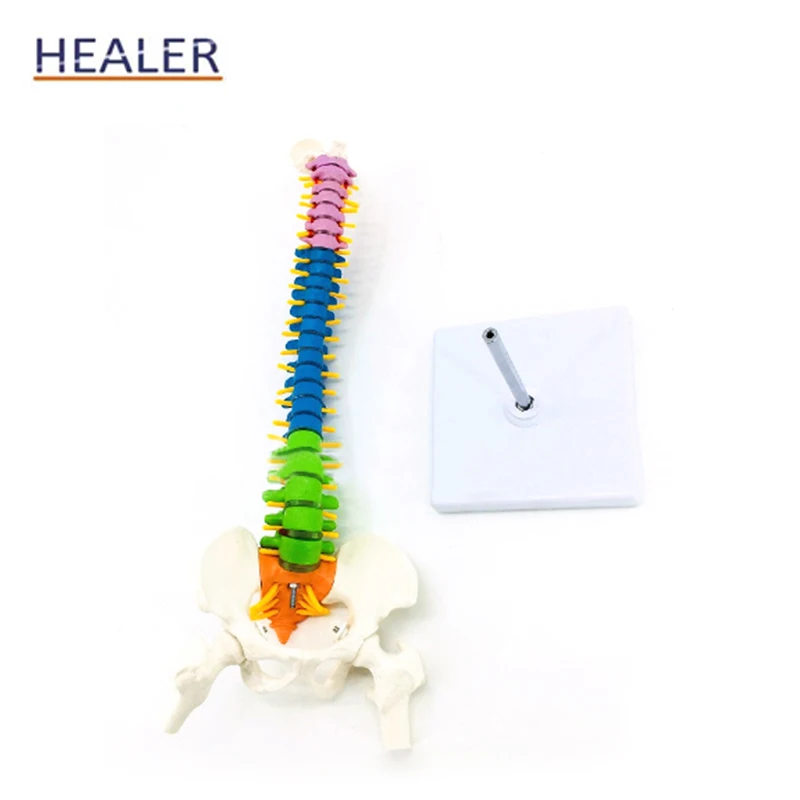 45CM Human Color Detachable PVC  Anatomical Vertebral Column Model Spinal Model with Femur