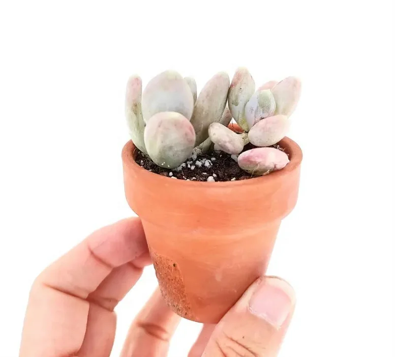 10 Pack Mini Terracotta Bulk Pots Uncoated  Clay Pots Ceramic Succulent Mini Cactus Plant Pot for Home Living Hotel Room Indoor