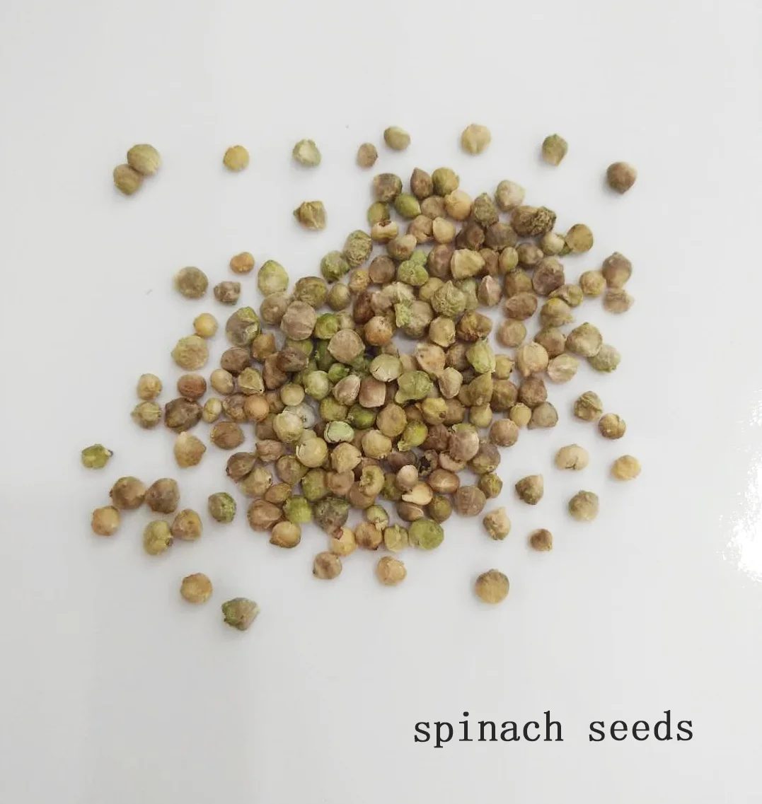 Autumn cultivation spinach hybrid seeds SXS No.4
