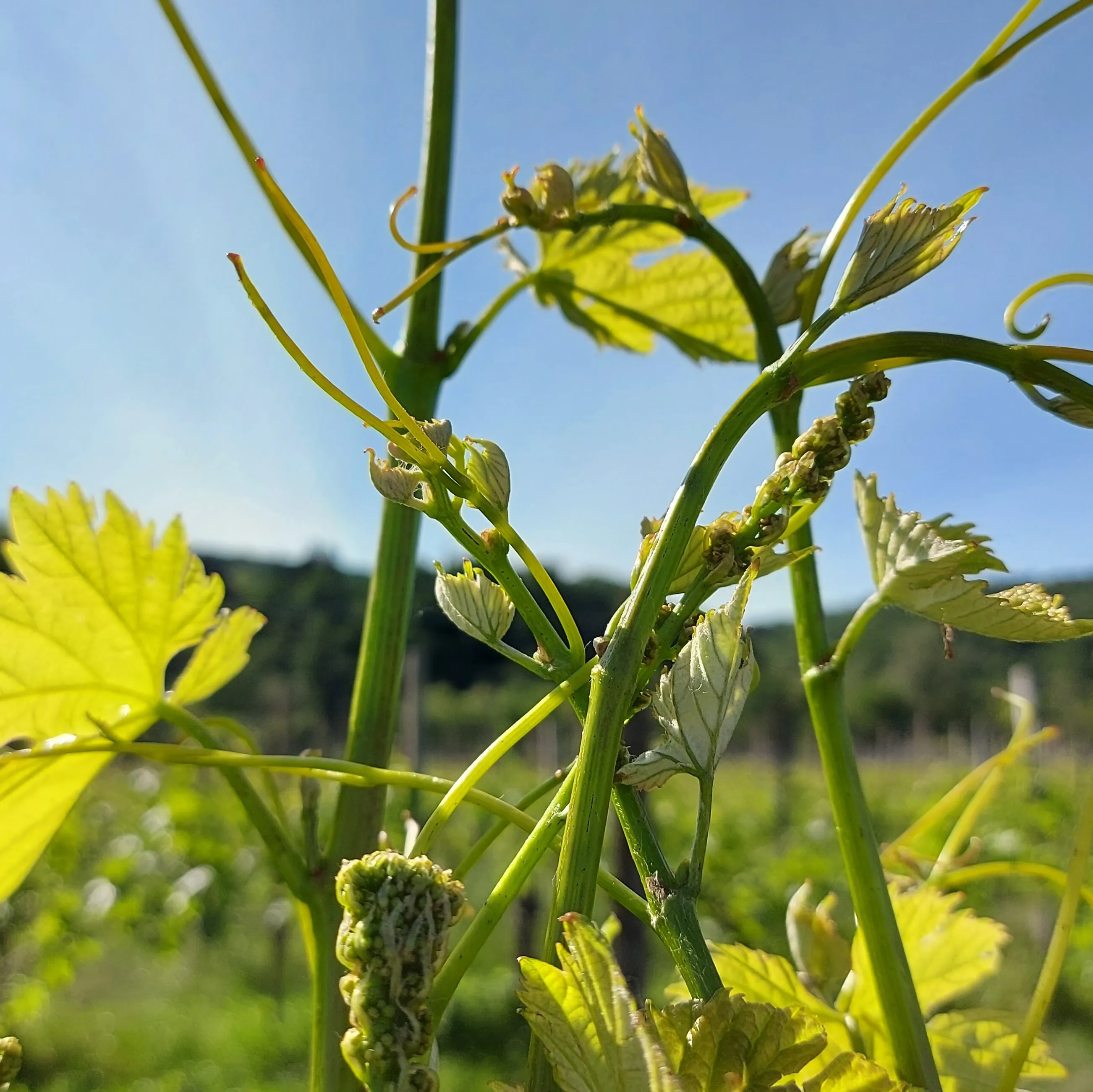 Vigna Petrussa High Quality RIBOLLA GIALLA Igt 75cl Dry White Italian Wine for wine bar restaurant private client