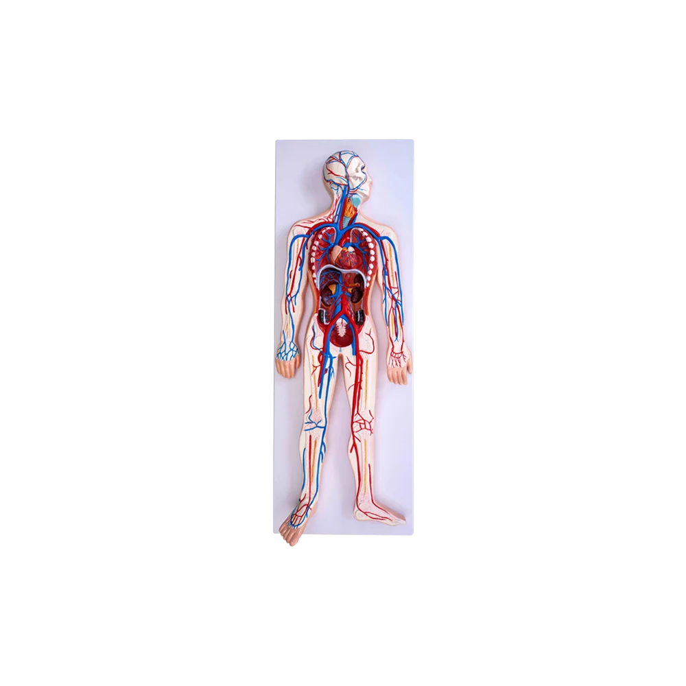 ADA-322 Circulatory System