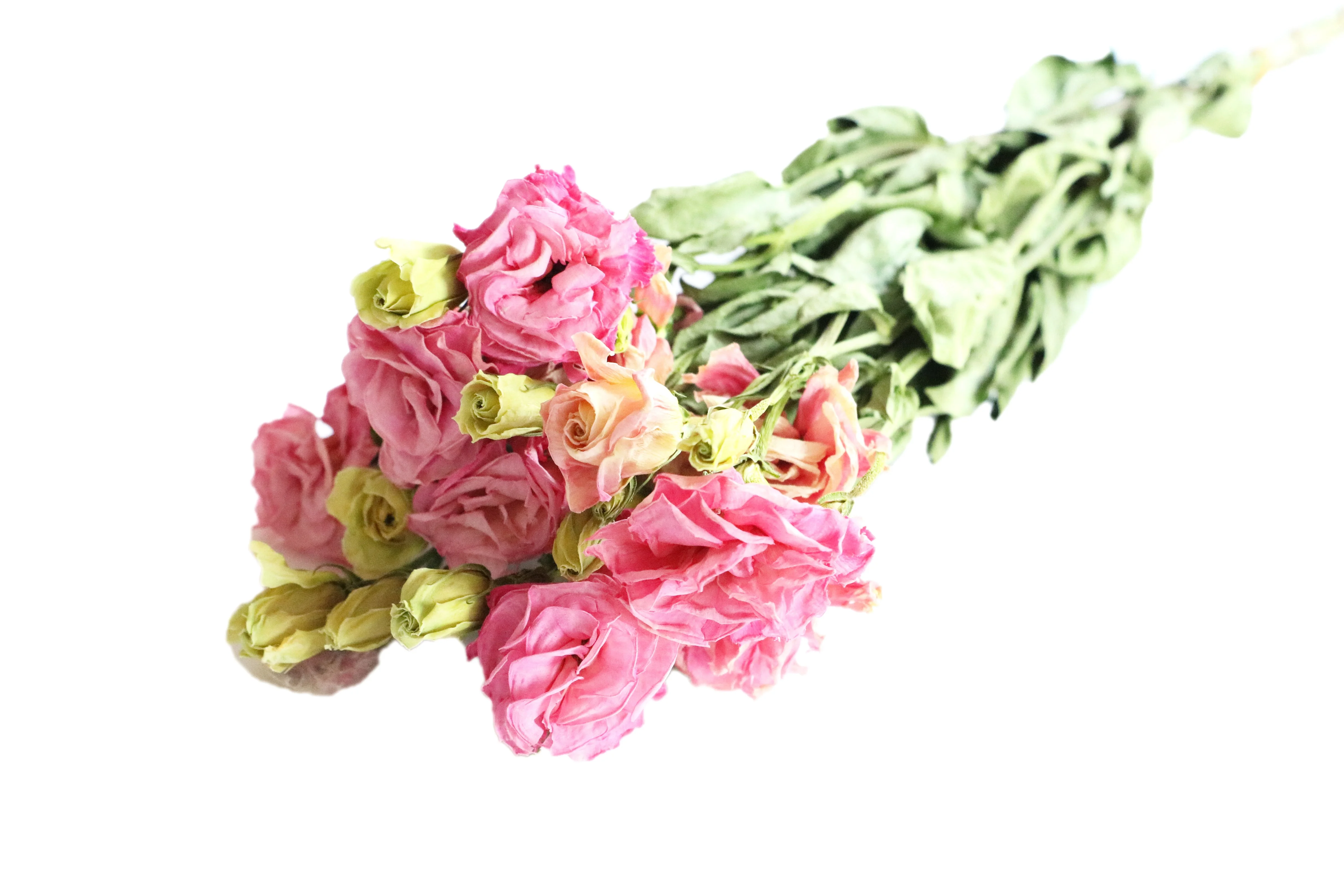Горячая Распродажа праздничные натуральные сухие цветы Eustoma Grand florum Lisianthus