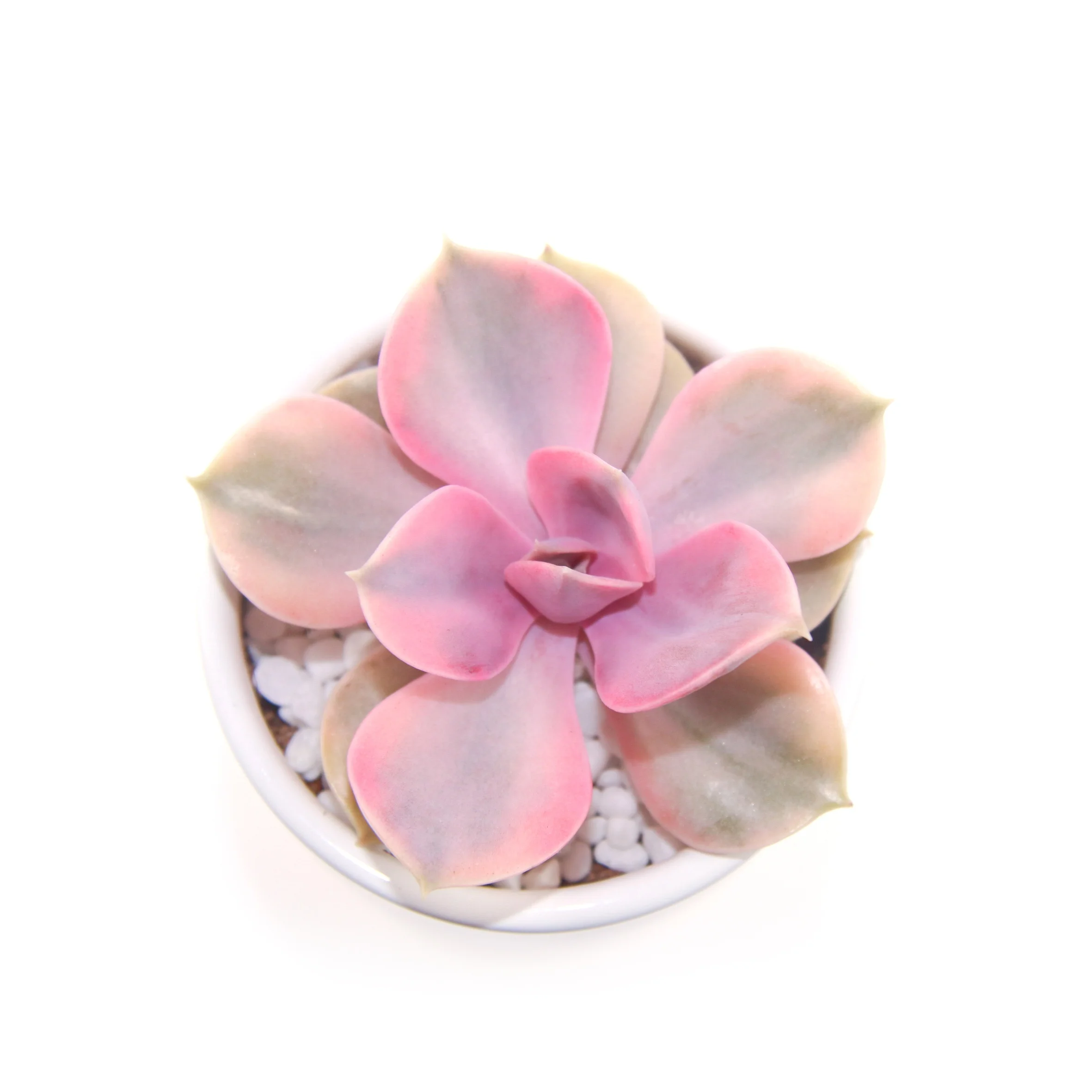 
best selling hot sale succulent plant cheveria Rainbow for shops sale home decoration 