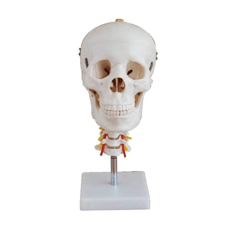 Natural Anatomical Skull Model Large PVC Medical Teaching Model for Medical School Training
