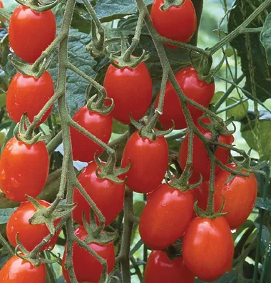 Вишня томатные семена красные фрукты