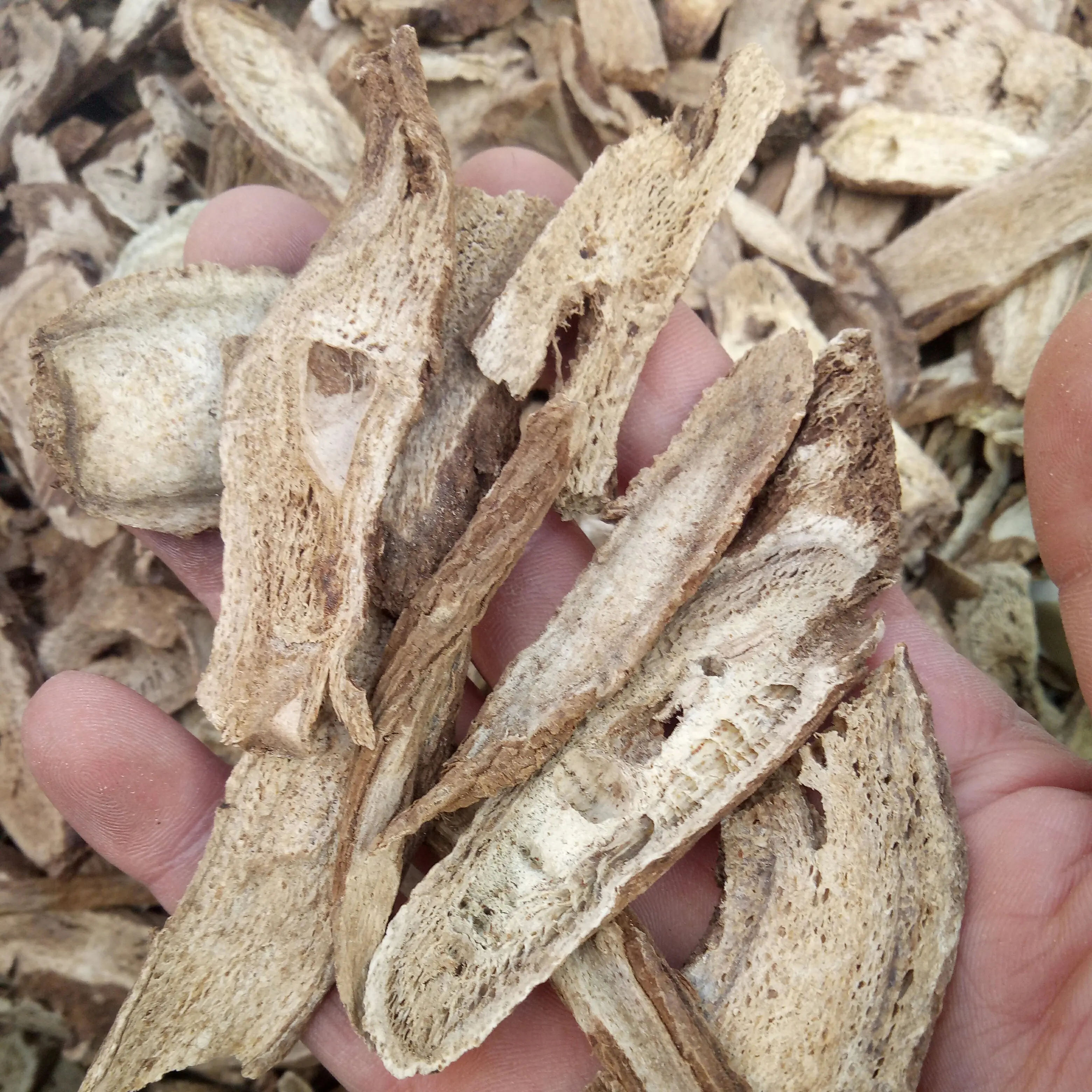 Muxiang Buy natural new crops saussurea costus root