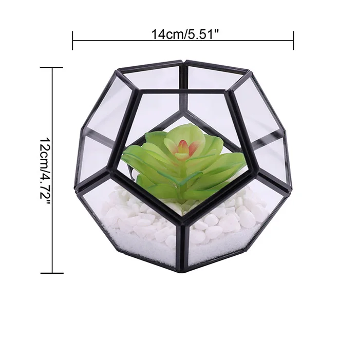 Hot Indoor Succulent Fern Moss Air Plants Display Box Decor Table Window Sill Balcony for Succulent Plant Miniature Fairy Garden