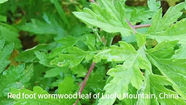 
capillaris CAS 8008-93-3 artemisia argyi leaves essential mugwort wormwood extract oil 