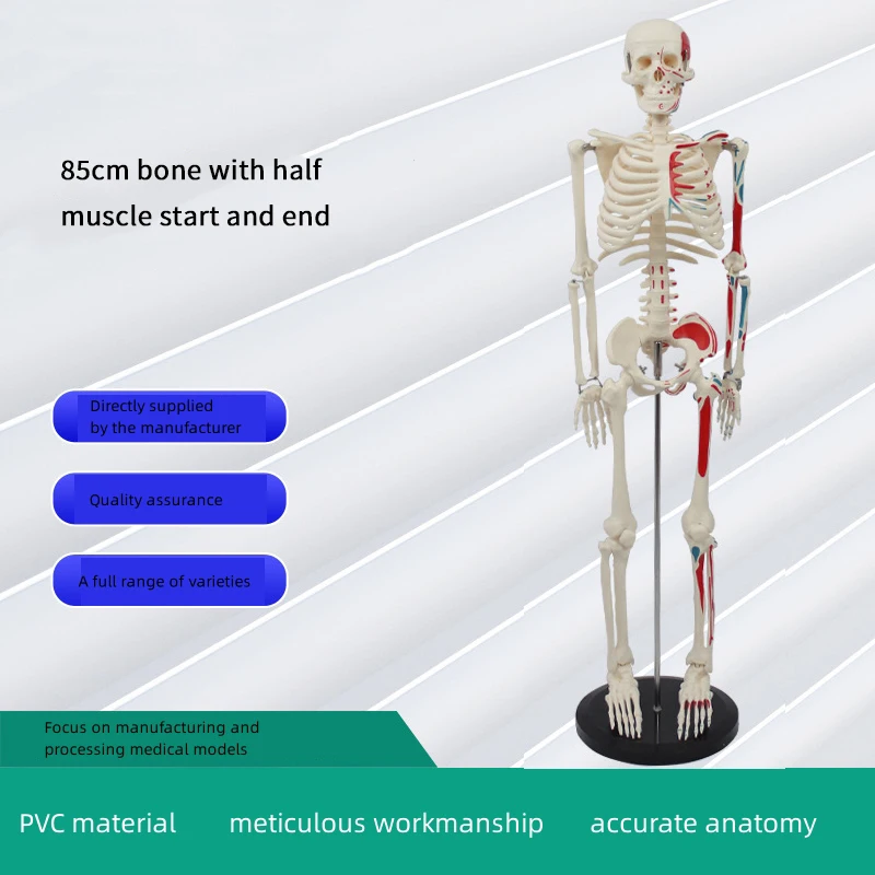2024 Hot selling products Halloween Decorations Plastic Life Size Full Body Realistic Gear Human Skeleton emergency medical supplies