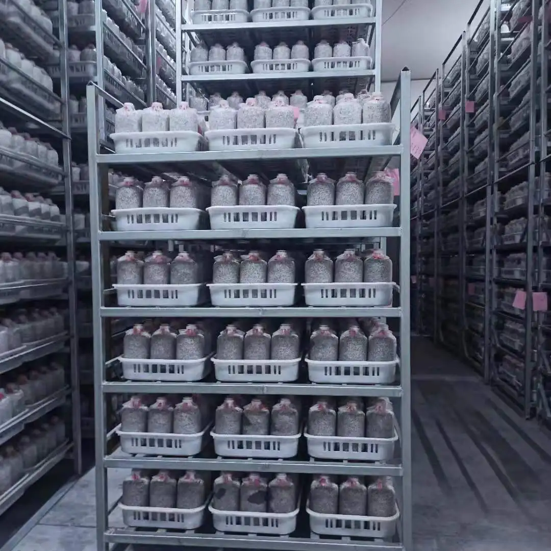 
White Dried Grey Oyster Mushroom Cultivation Oyster Mushroom Sticks For Sale 